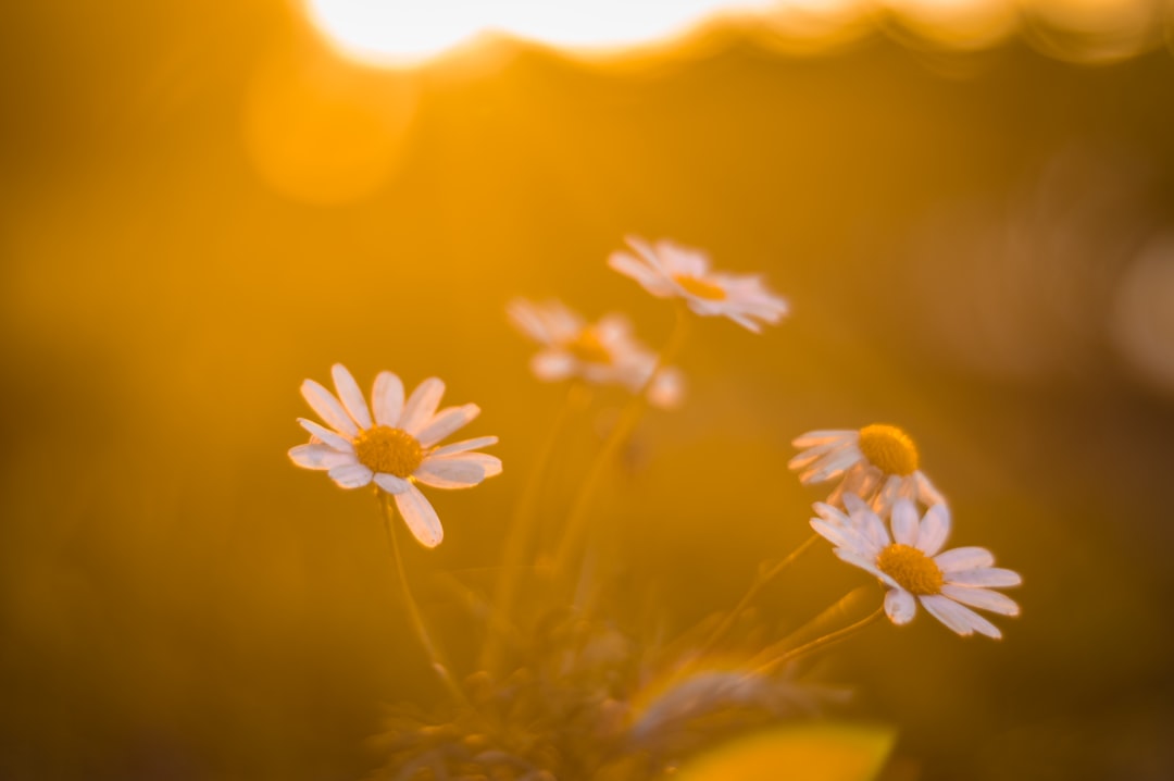 Photo Sunrise, Flowers